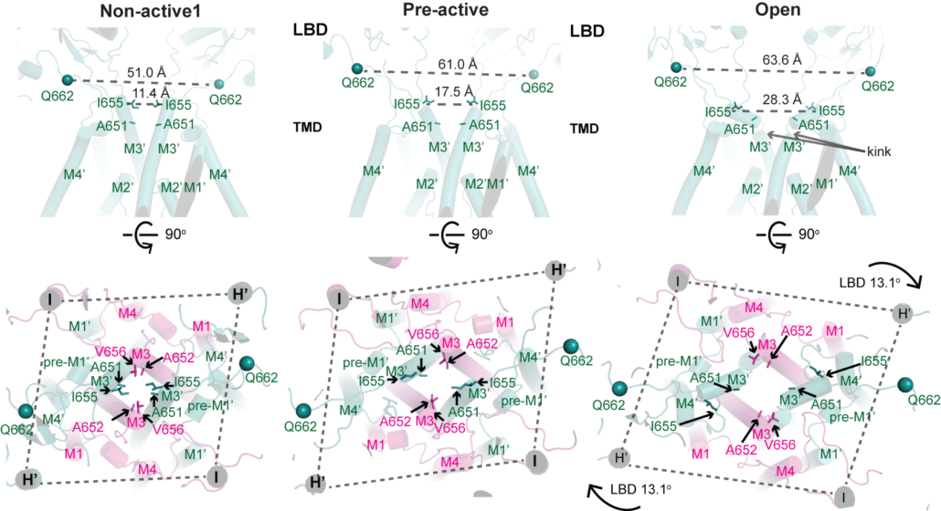 nmdar_channel_opening
